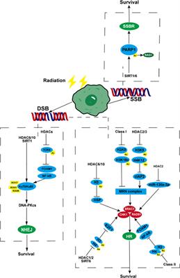 HDAC-an important target for improving tumor radiotherapy resistance